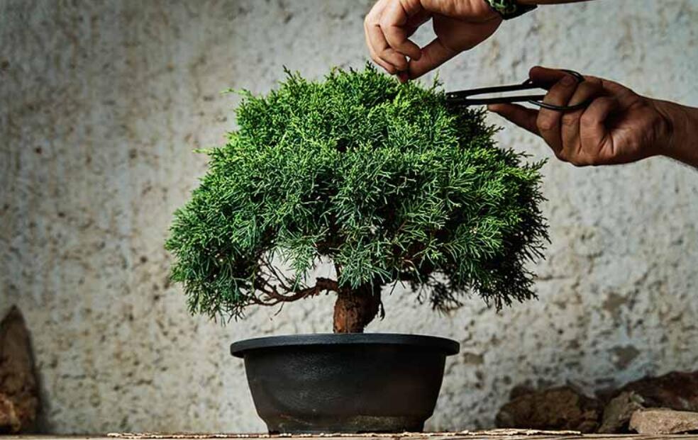 Growing Bonsai Suitable for Beginners
