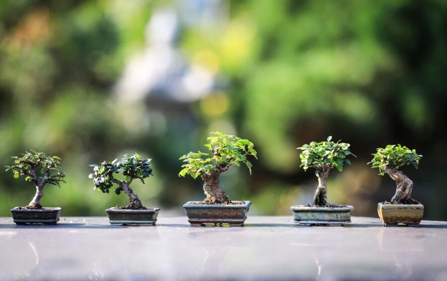 easy ways to grow bonsai